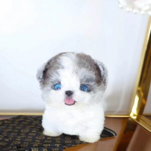 Jeje - BlueEye SilverWhitw Poodle Female