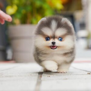 Lex - Cute Silver White Pomky Male