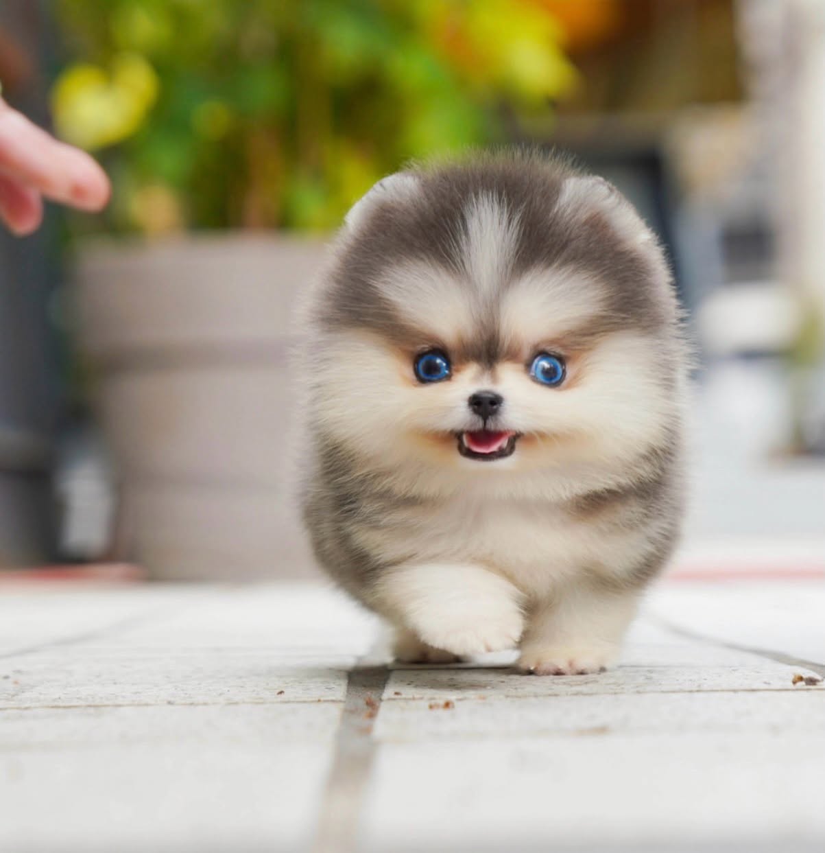Lex - Cute Silver White Pomky Male
