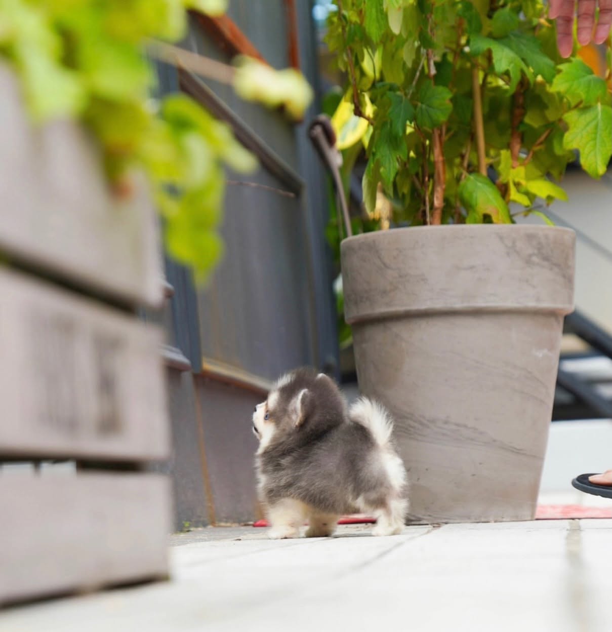 Cute Silver White Pomky Male - Image 2