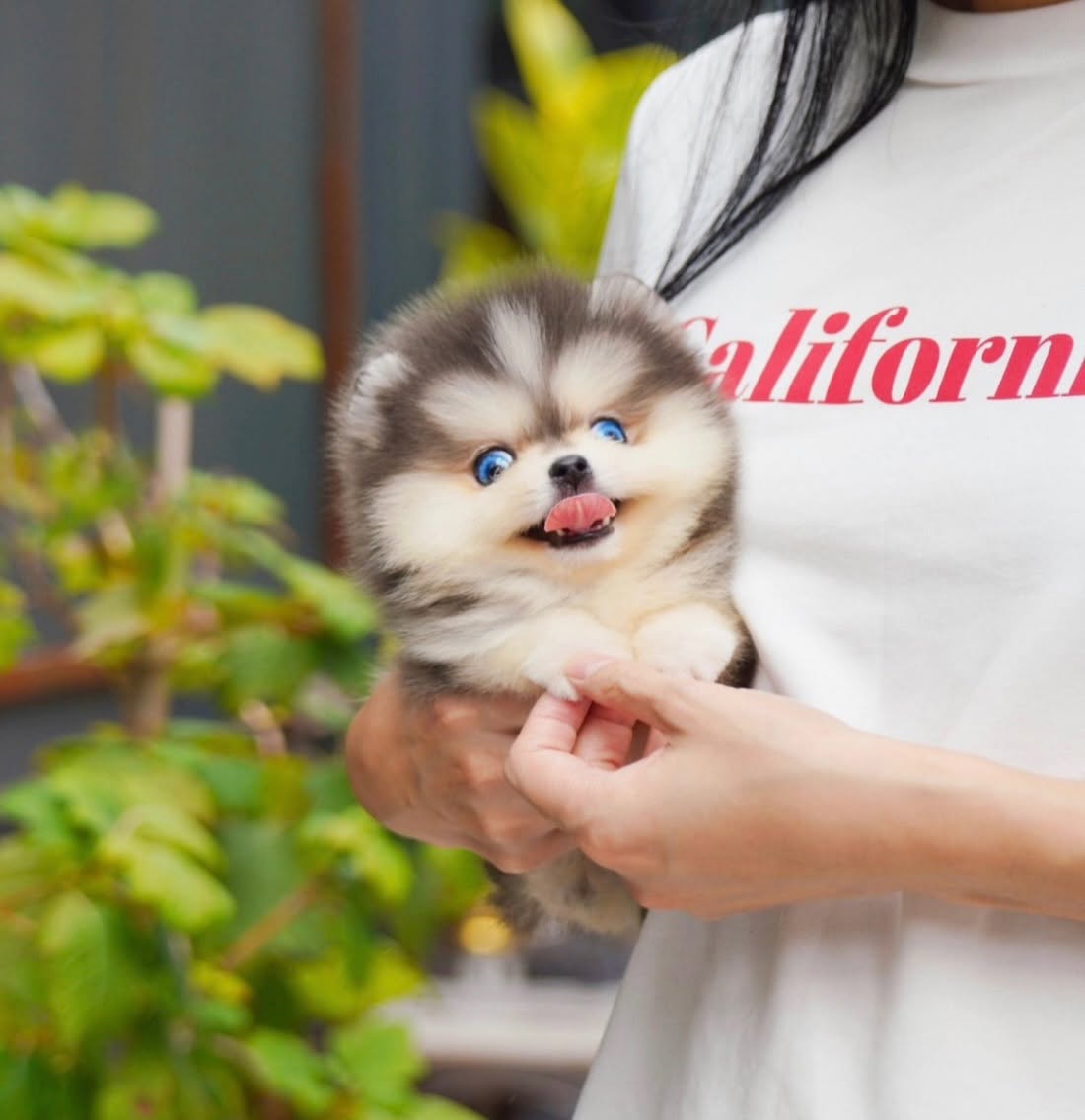 Cute Silver White Pomky Male - Image 4