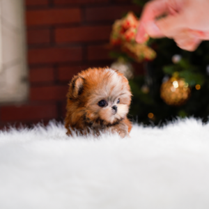 Nella - Very Cute Female Morkie