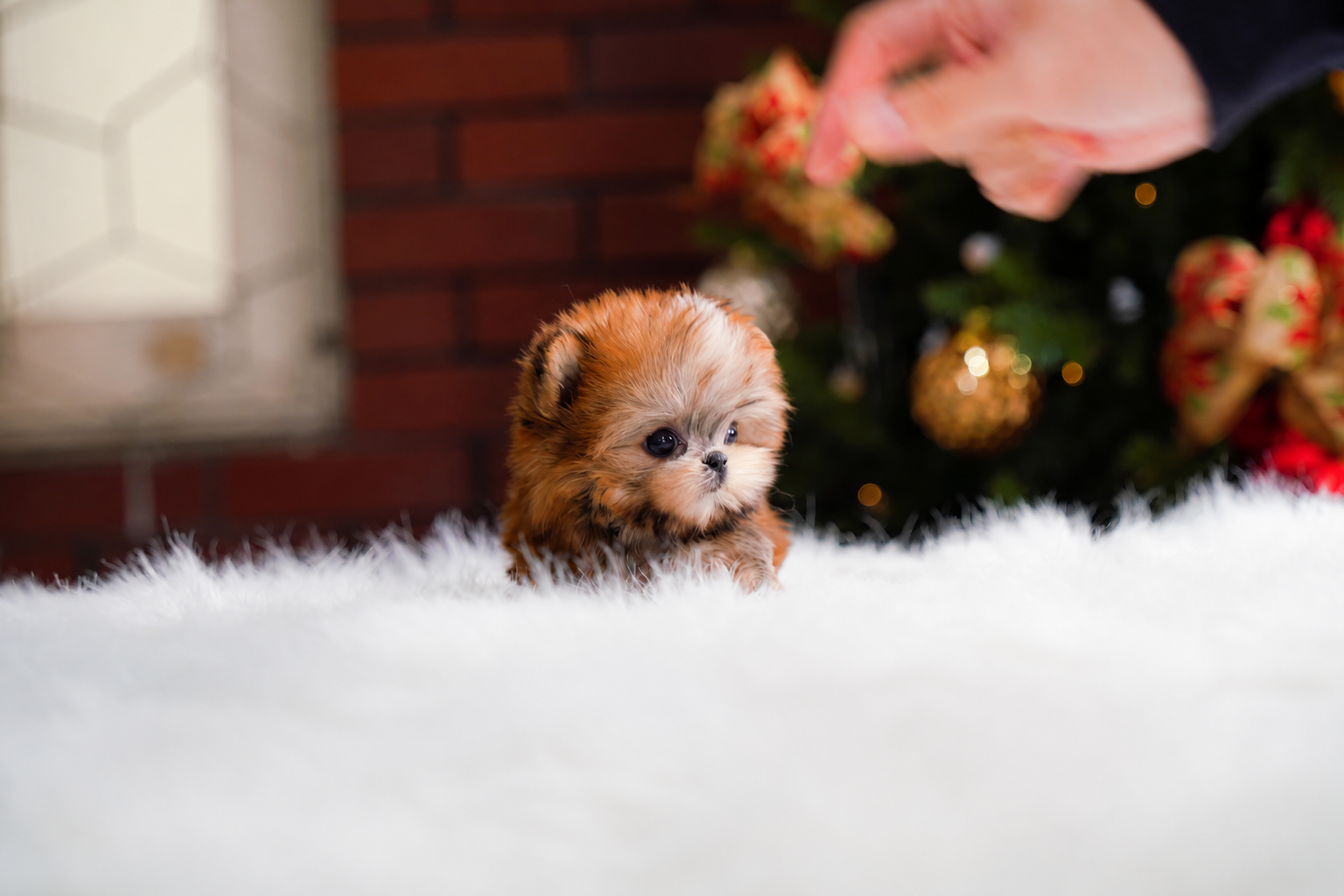 Nella - Very Cute Female Morkie