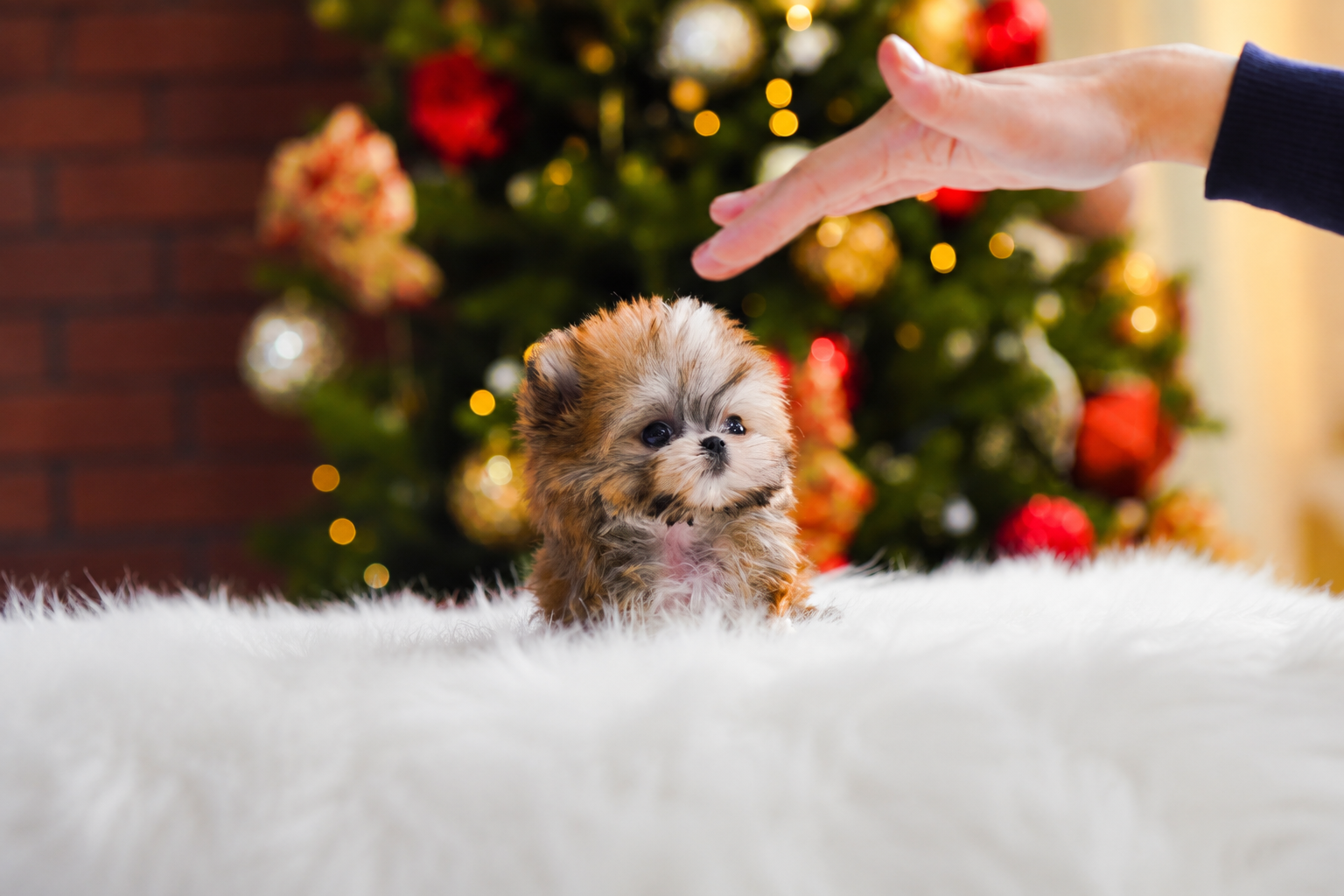 Very Cute Female Morkie - Image 2