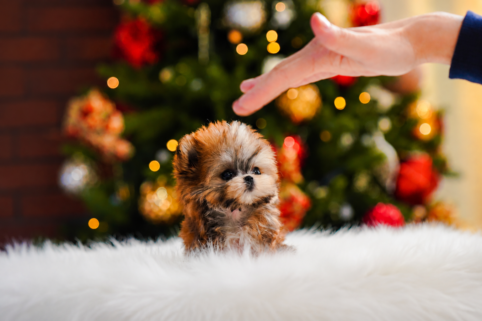 Very Cute Female Morkie - Image 3