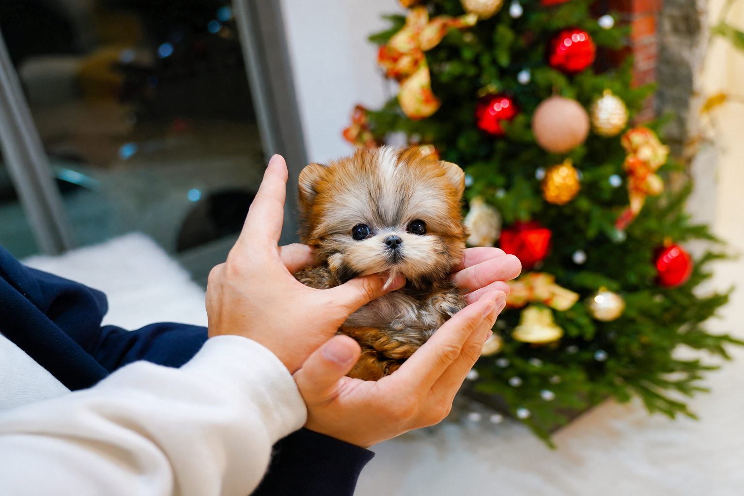 Very Cute Female Morkie - Image 4