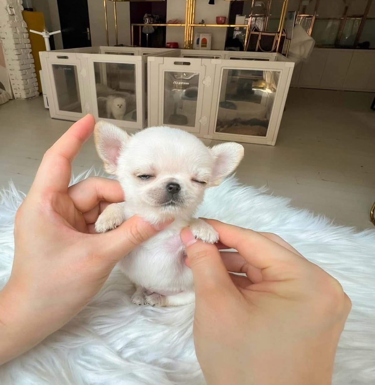 Rookie - Tiny Cream Chihuahua Male