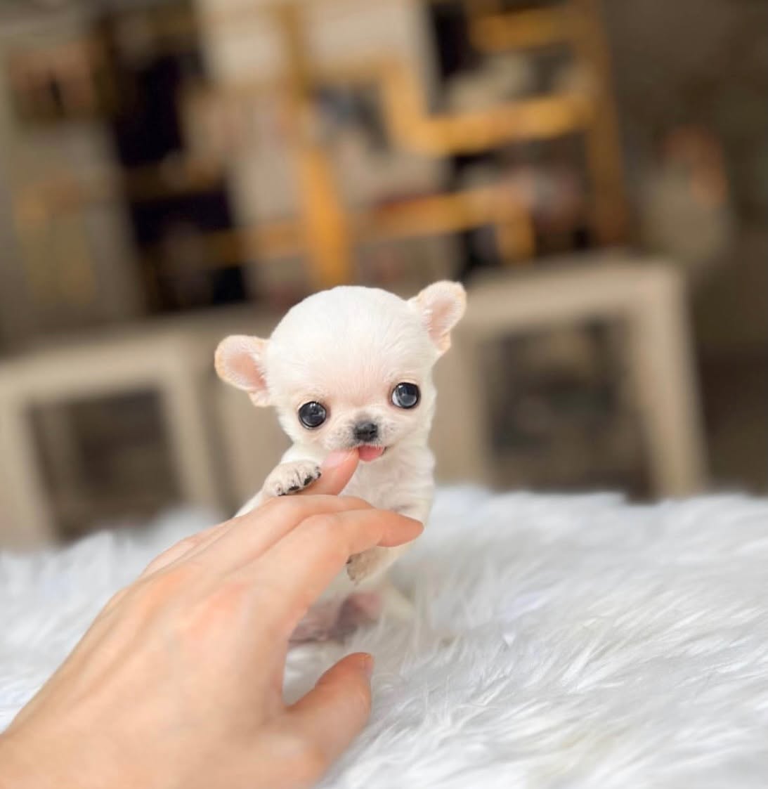 Tiny Cream Chihuahua Male - Image 2