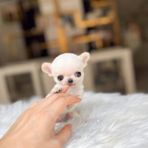 Rookie - Tiny Cream Chihuahua Male