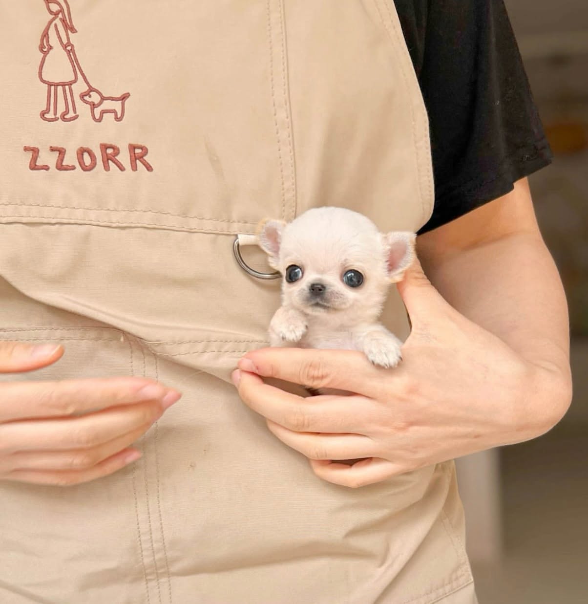 Tiny Cream Chihuahua Male - Image 3
