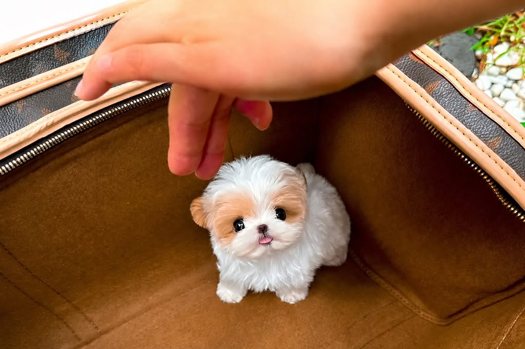 Shooshoo - Healthy Parti Maltipoo Female