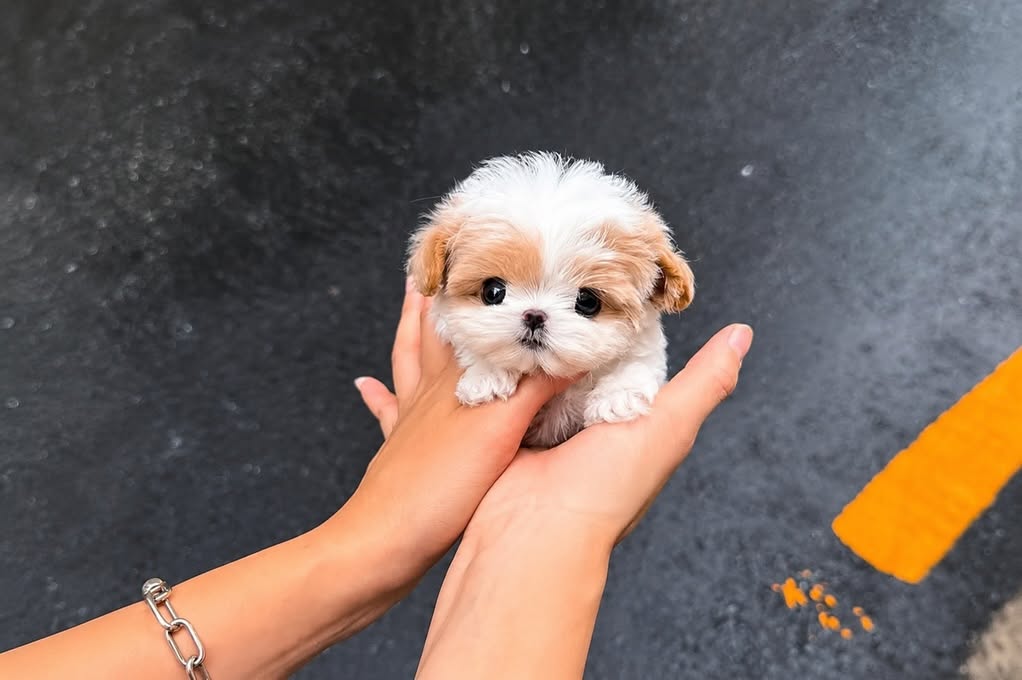 Shooshoo - Healthy Parti Maltipoo Female - Image 2