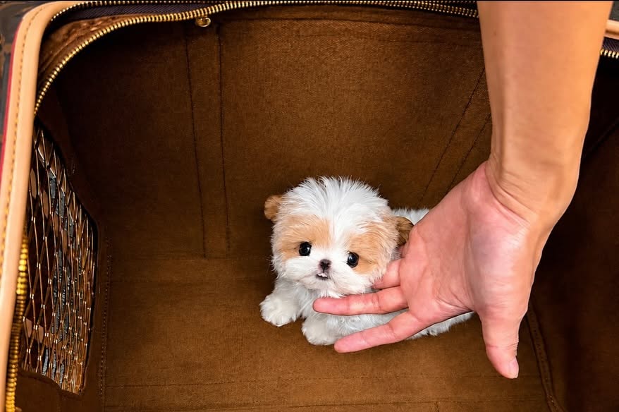 Shooshoo - Healthy Parti Maltipoo Female - Image 3