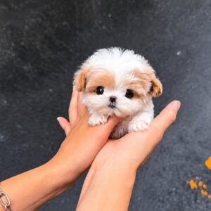 Shooshoo - Healthy Parti Maltipoo Female