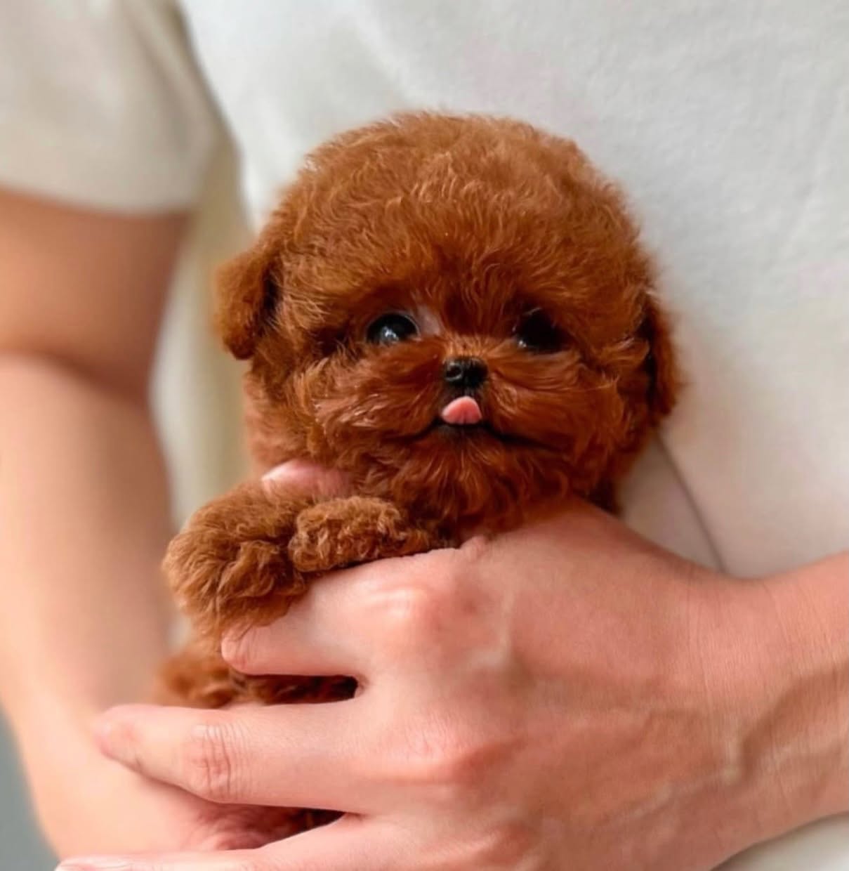 Tom - Super Tiny Poodle Male