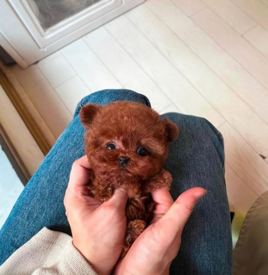 Super Tiny Poodle Male - Image 2