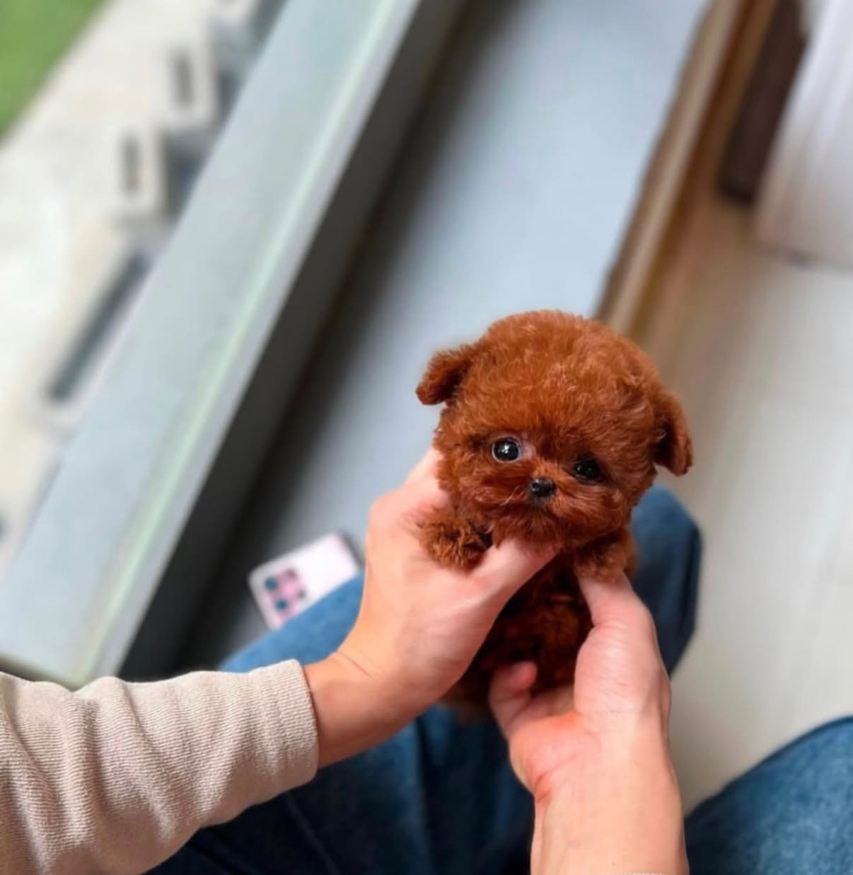 Super Tiny Poodle Male - Image 3