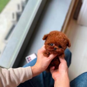 Tom - Super Tiny Poodle Male
