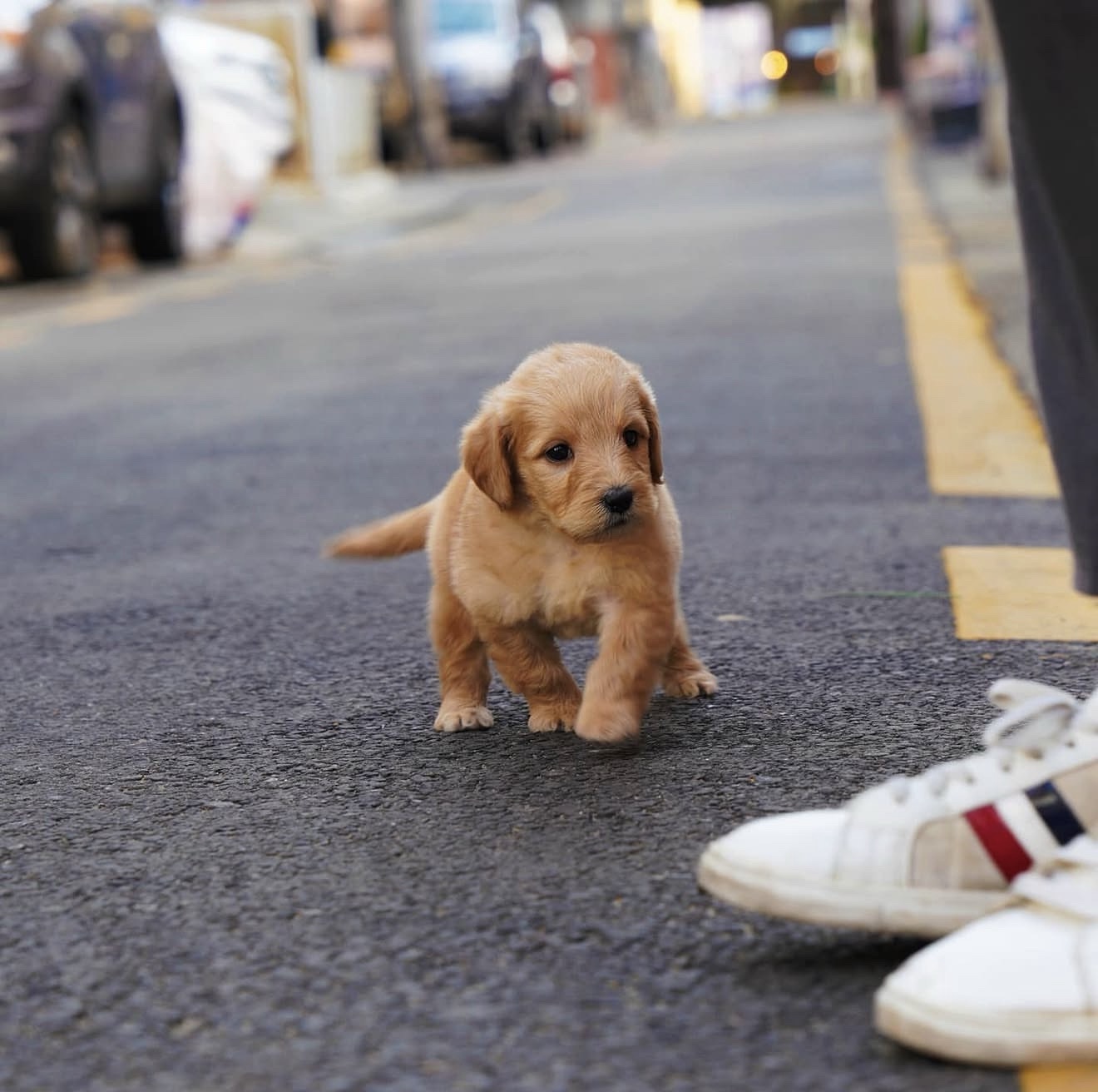 Roa - Flourishing Golden Female Golden Doodle - Image 2