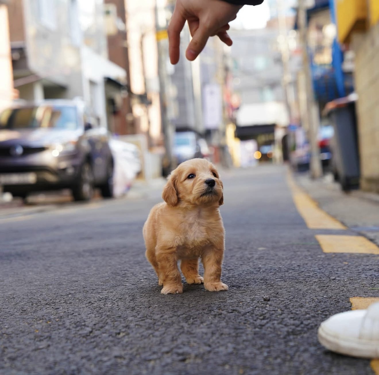 Roa - Flourishing Golden Female Golden Doodle - Image 3