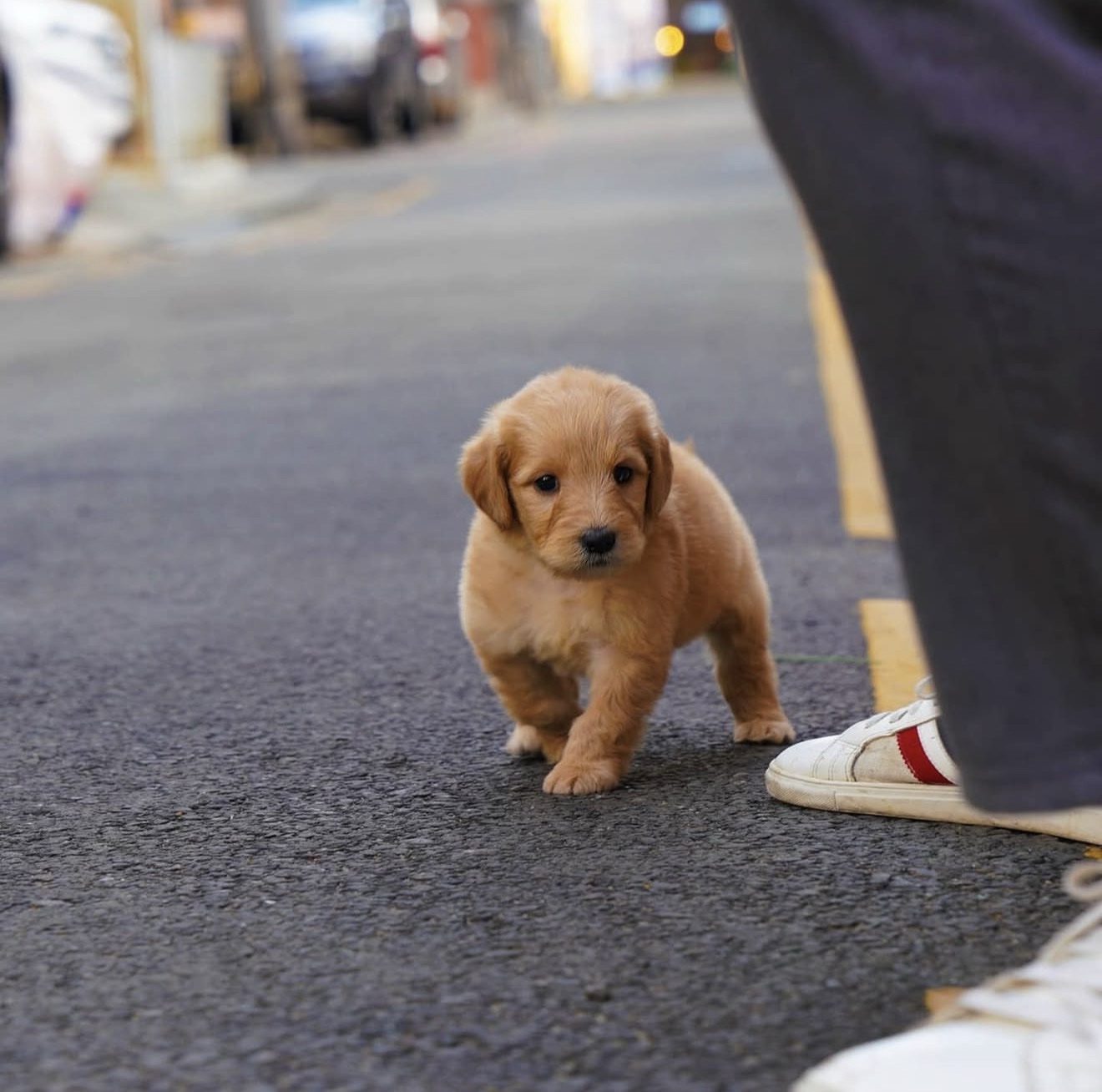 toy puppies for sale Little Rock AR