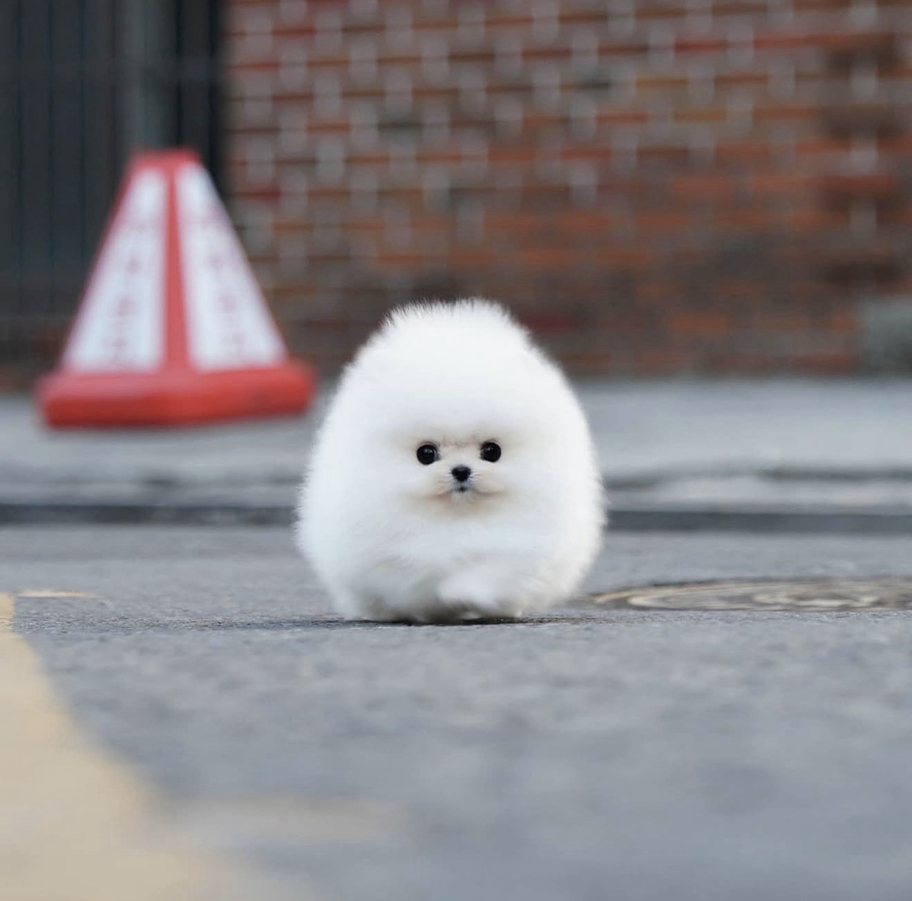 Zorro - Gorgeous Male White Pomeranian - Image 3