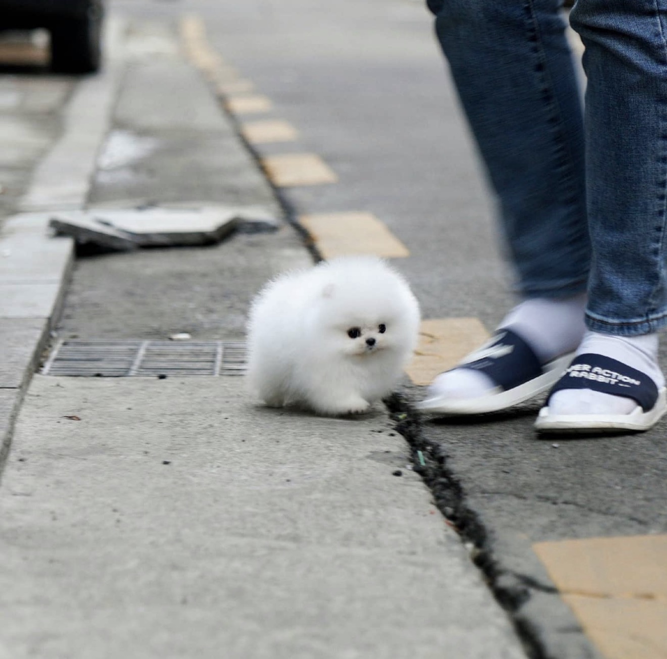 puppy breeders Newark NJ