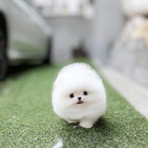 Somi - White Teacup Pomeranian Female