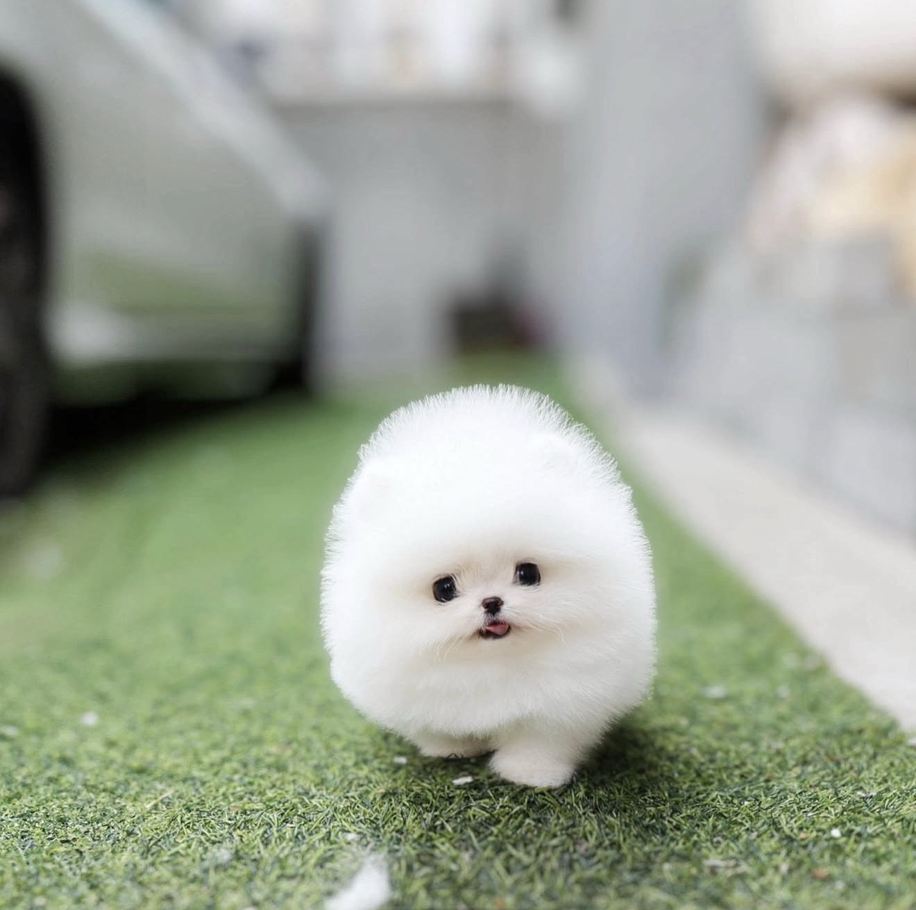 Somi - White Teacup Pomeranian Female