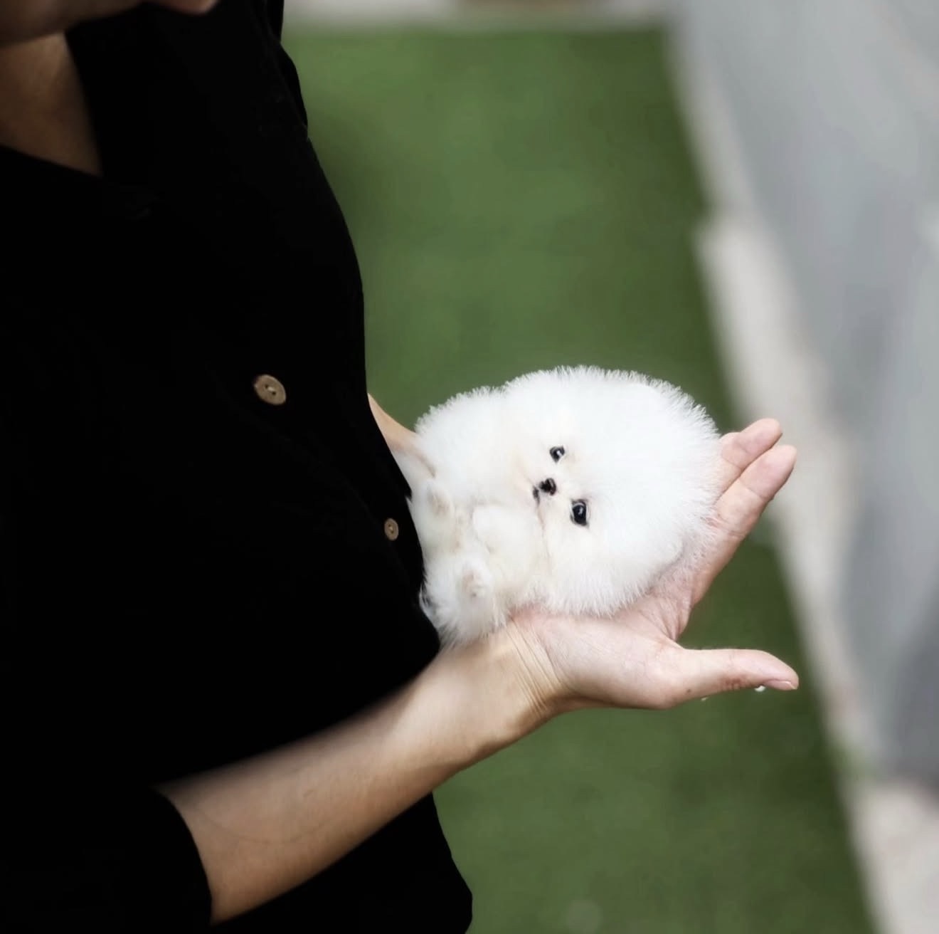 Somi - White Teacup Pomeranian Female - Image 2