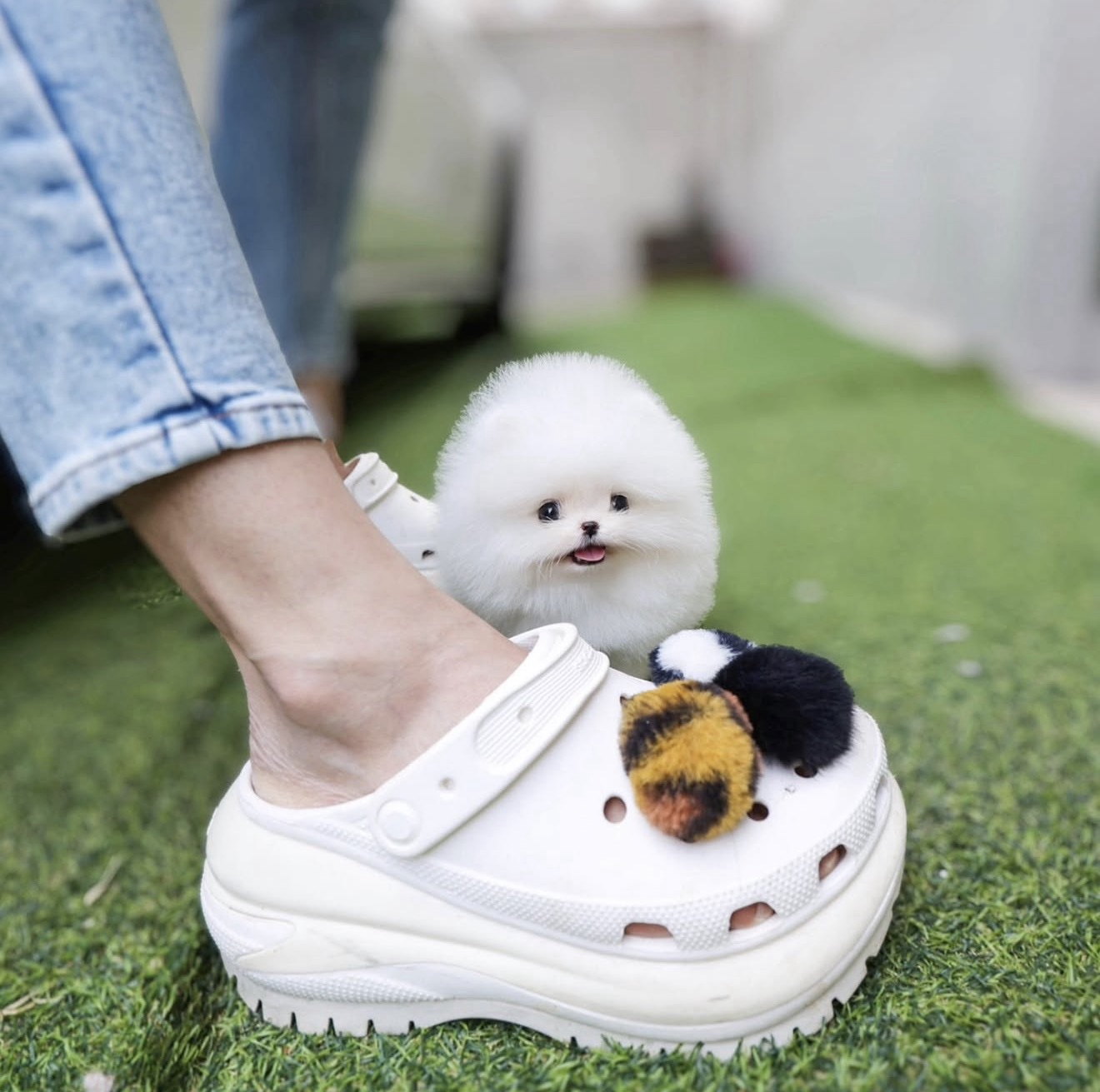 Somi - White Teacup Pomeranian Female - Image 3